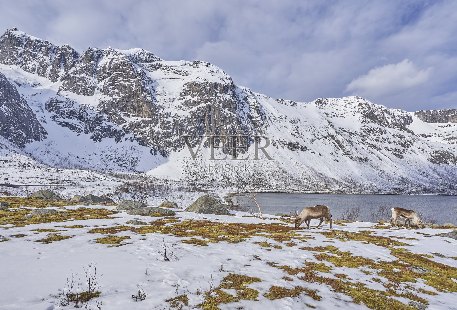 欧洲挪威特罗姆瑟附近美丽峡湾的野生驯鹿照片摄影图片