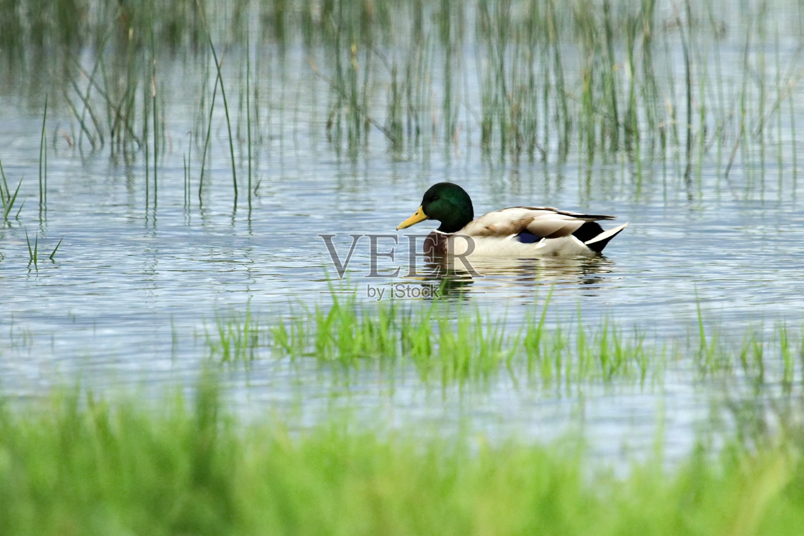 雄性绿头鸭或野鸭，鸭嘴鸭，肖像照片摄影图片