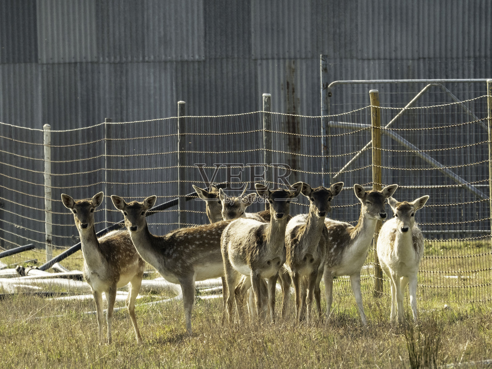 农场上的一群小鹿照片摄影图片