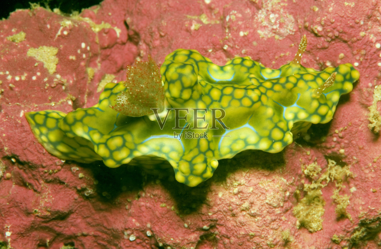 菲律宾的裸鳃动物照片摄影图片