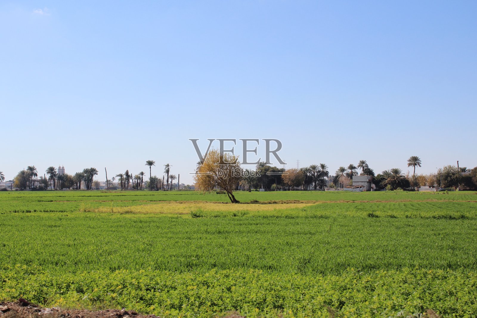 埃及明亚的绿色农场，树木林立，农业发达照片摄影图片