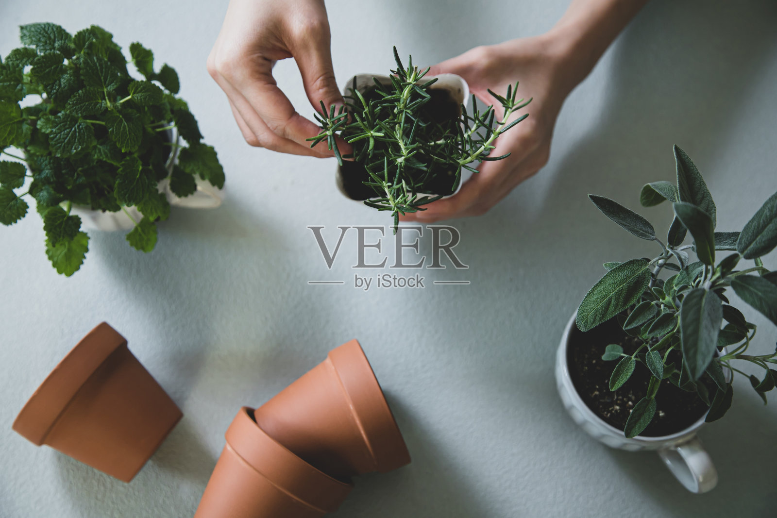 园艺的形象照片摄影图片