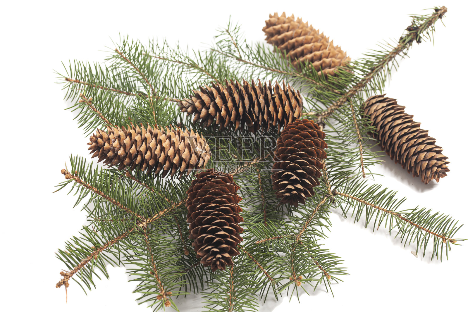 有松果的冷杉树枝照片摄影图片