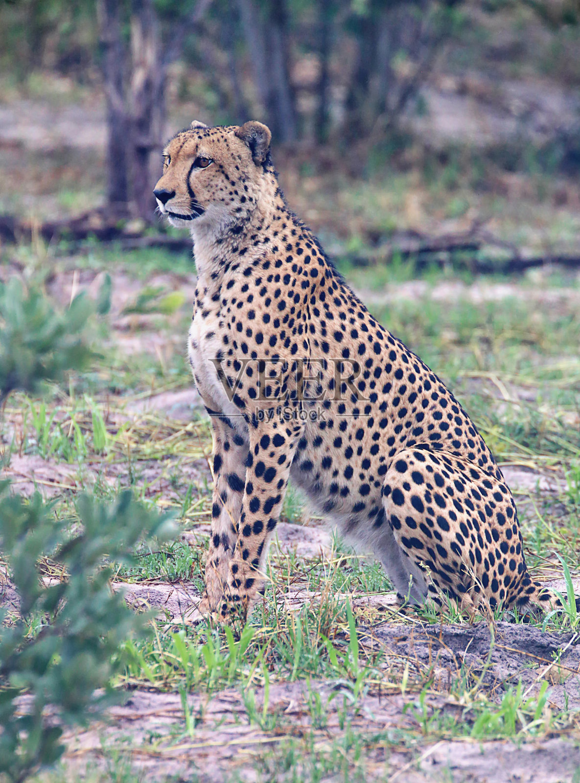 猎豹照片摄影图片
