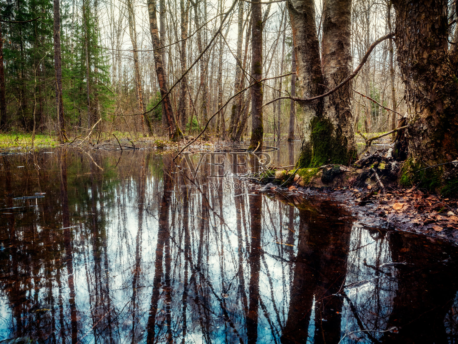 森林里正在融化的雪。照片摄影图片