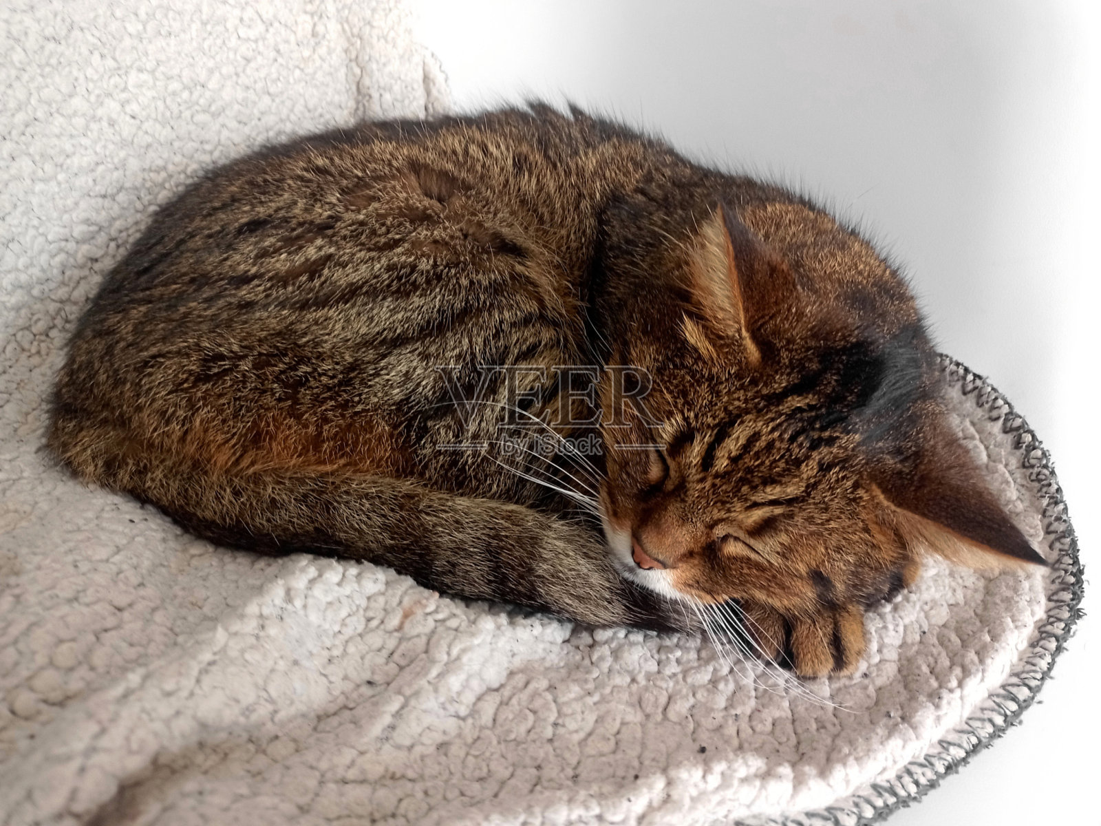 非常可爱的照片，一只小猫睡在一个球照片摄影图片