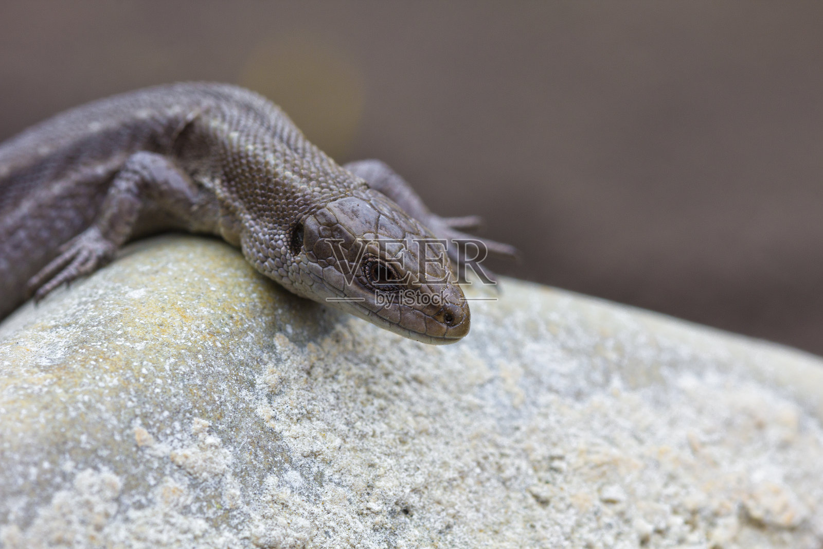 石头上的蜥蜴照片摄影图片