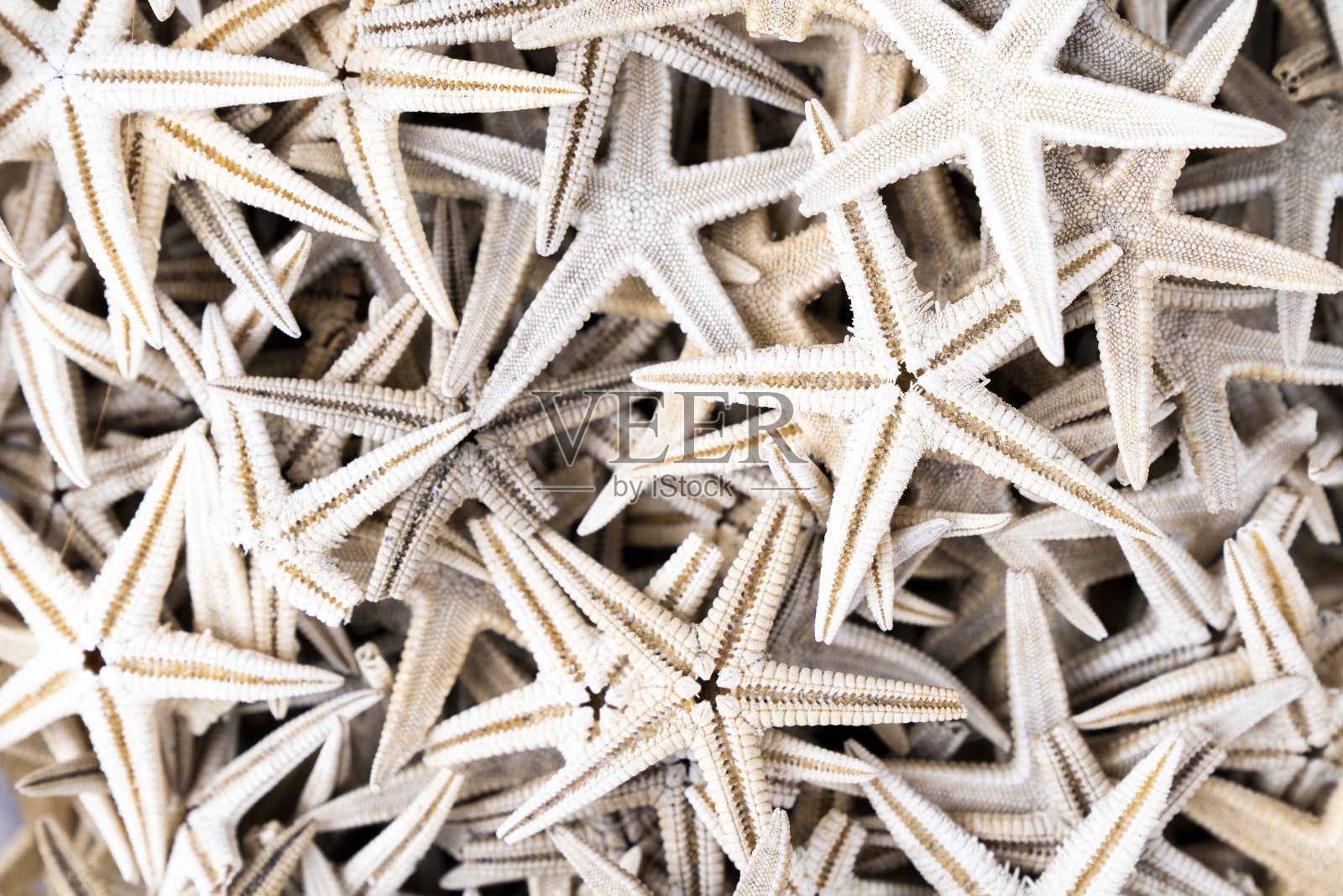 海星照片摄影图片