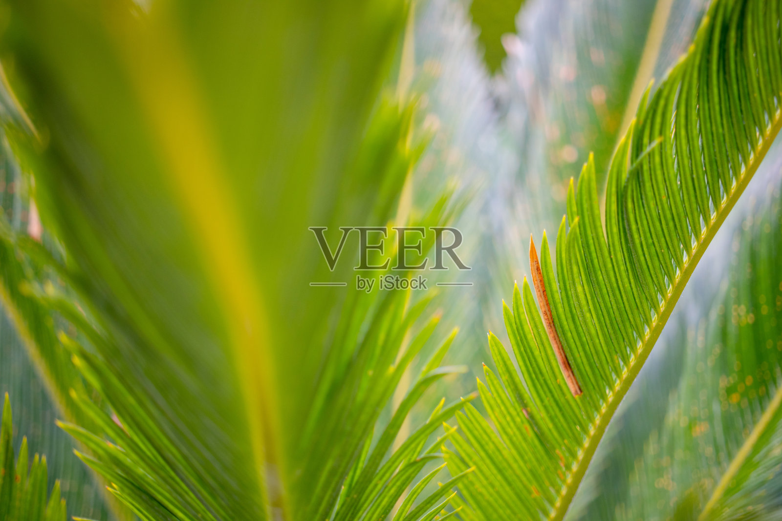 特写棕榈树的叶子照片摄影图片