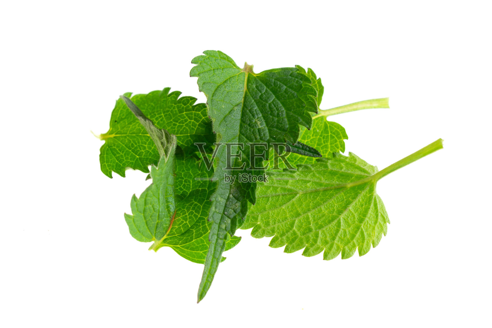 绿色荨麻在一个白色孤立的背景照片摄影图片