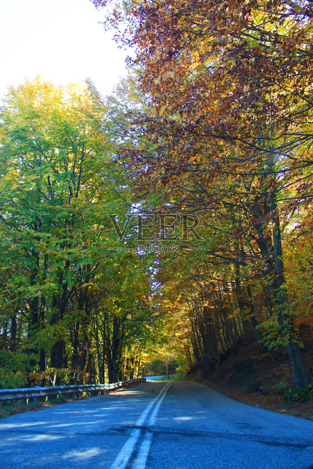 通往自然之心的道路照片摄影图片
