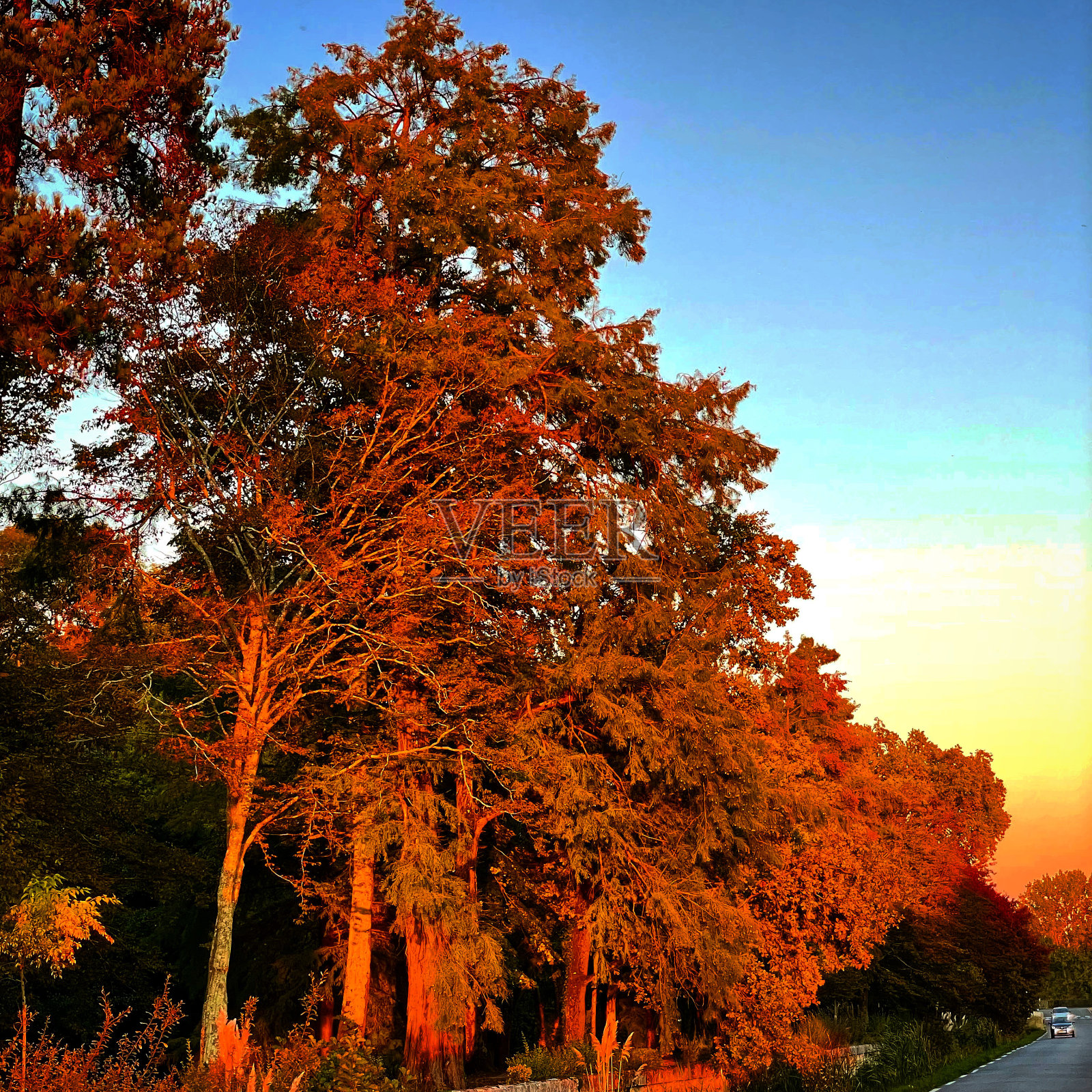 发光的树和夕阳。照片摄影图片