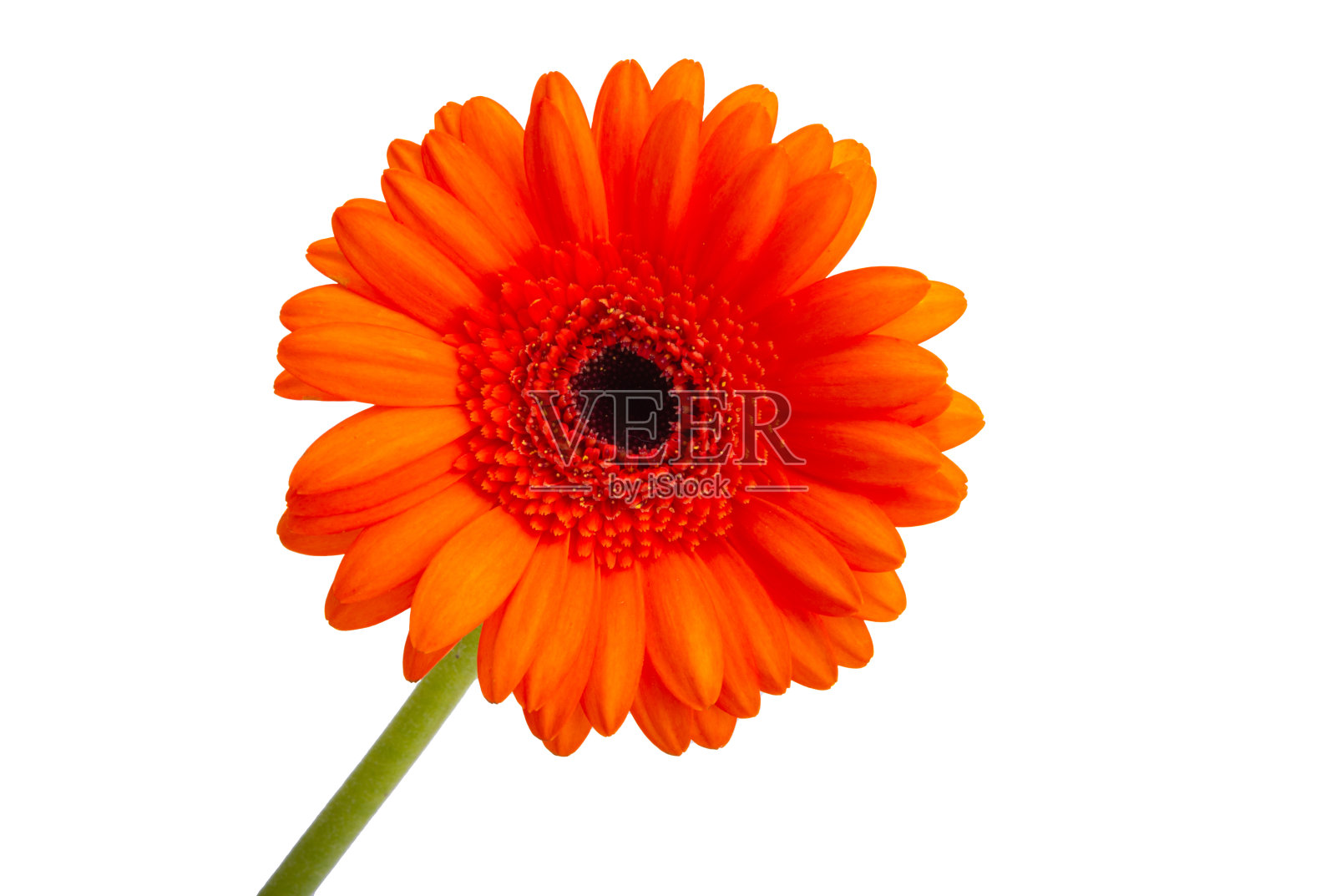 花大丁草孤立照片摄影图片