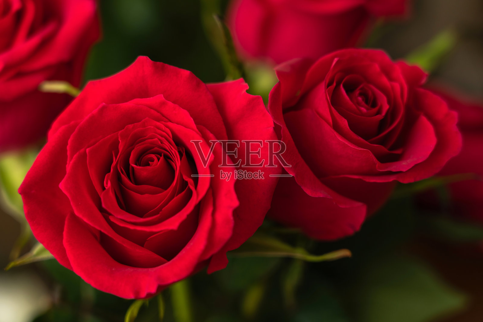 一束红玫瑰，俯视图。玫瑰花蕾特写照片摄影图片