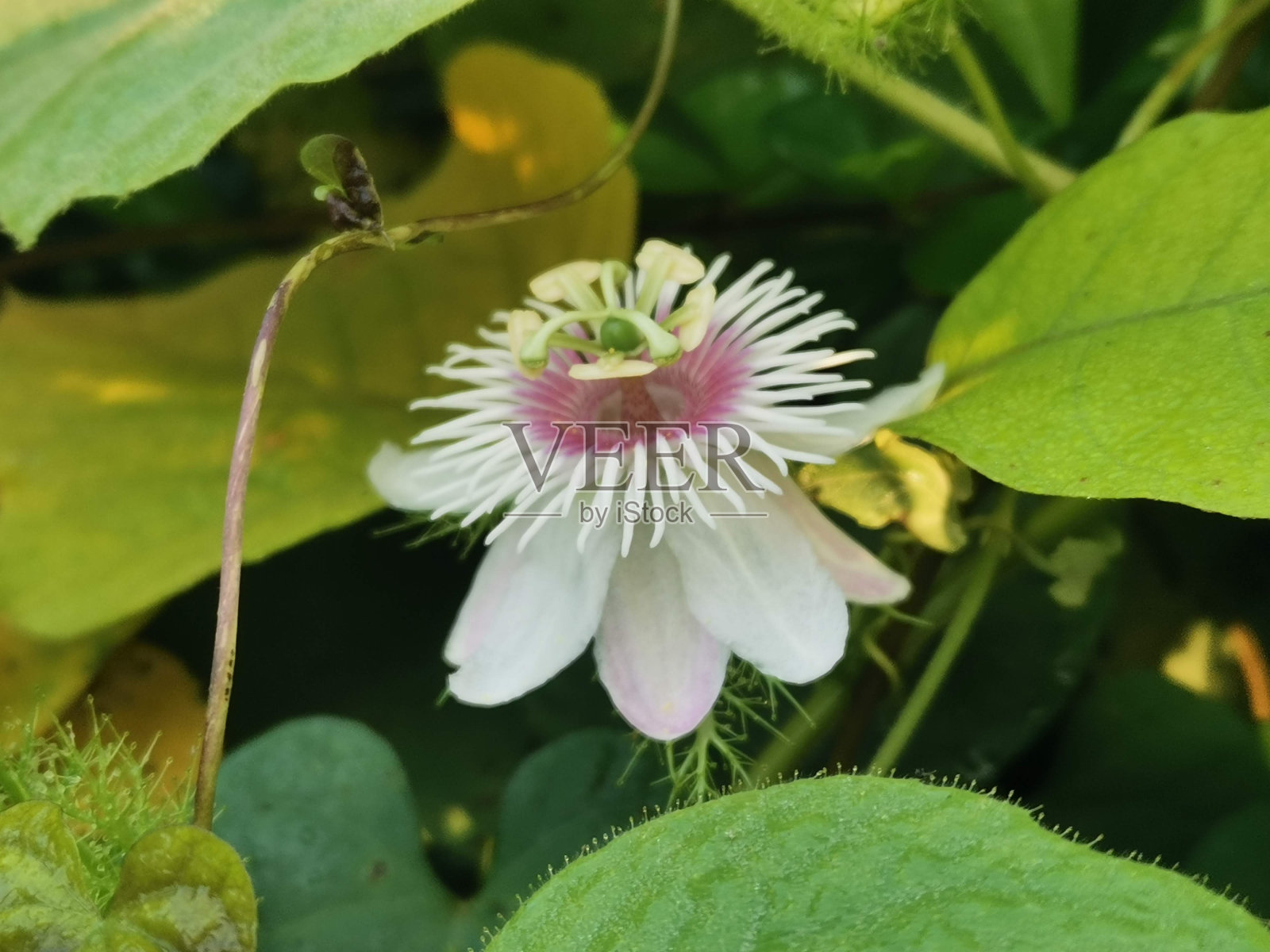 绯红果西番莲的特写照片照片摄影图片