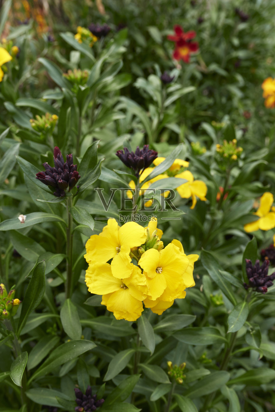 盛开的红芪香照片摄影图片