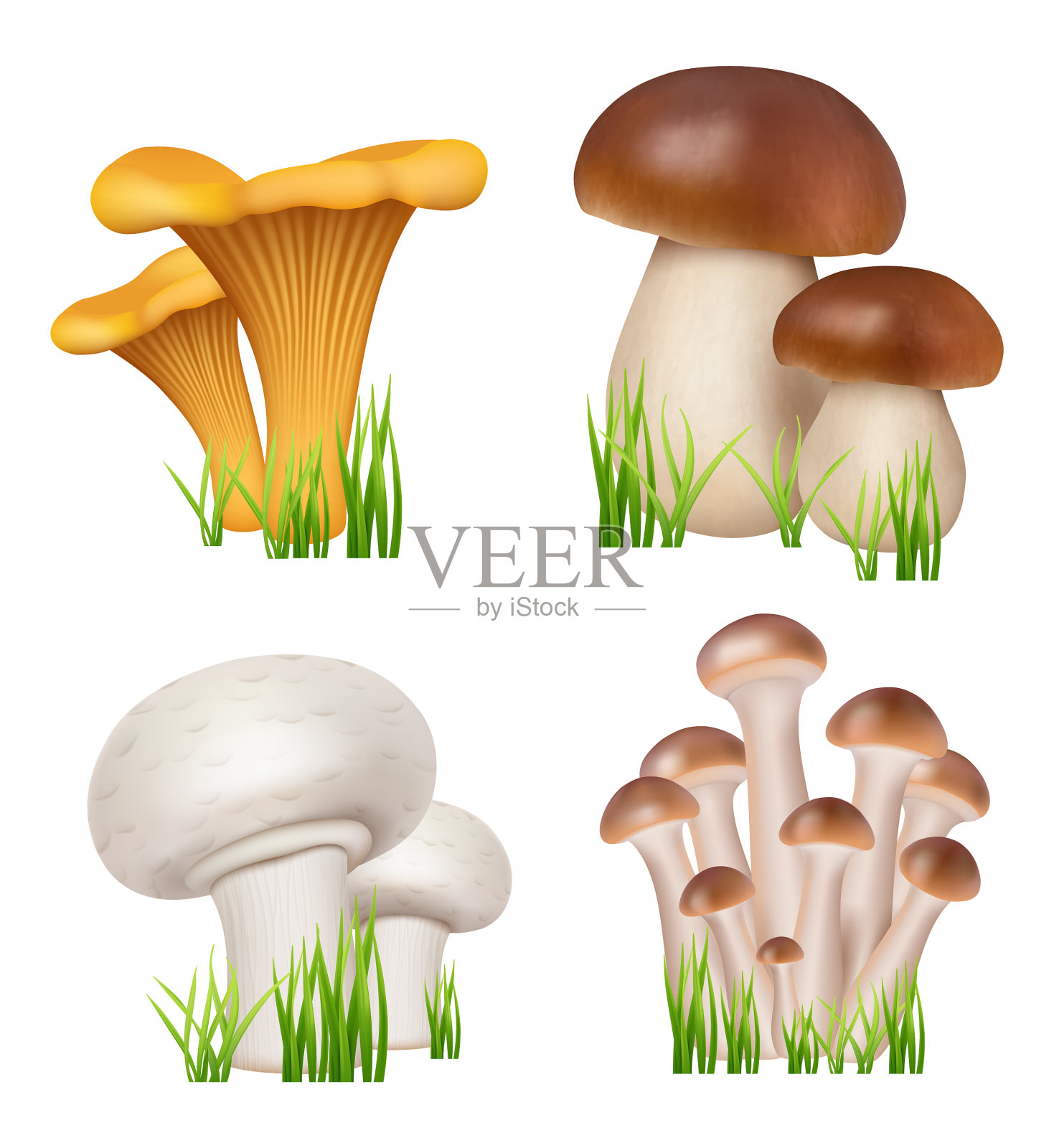 蘑菇是现实的健康天然产品插画图片素材