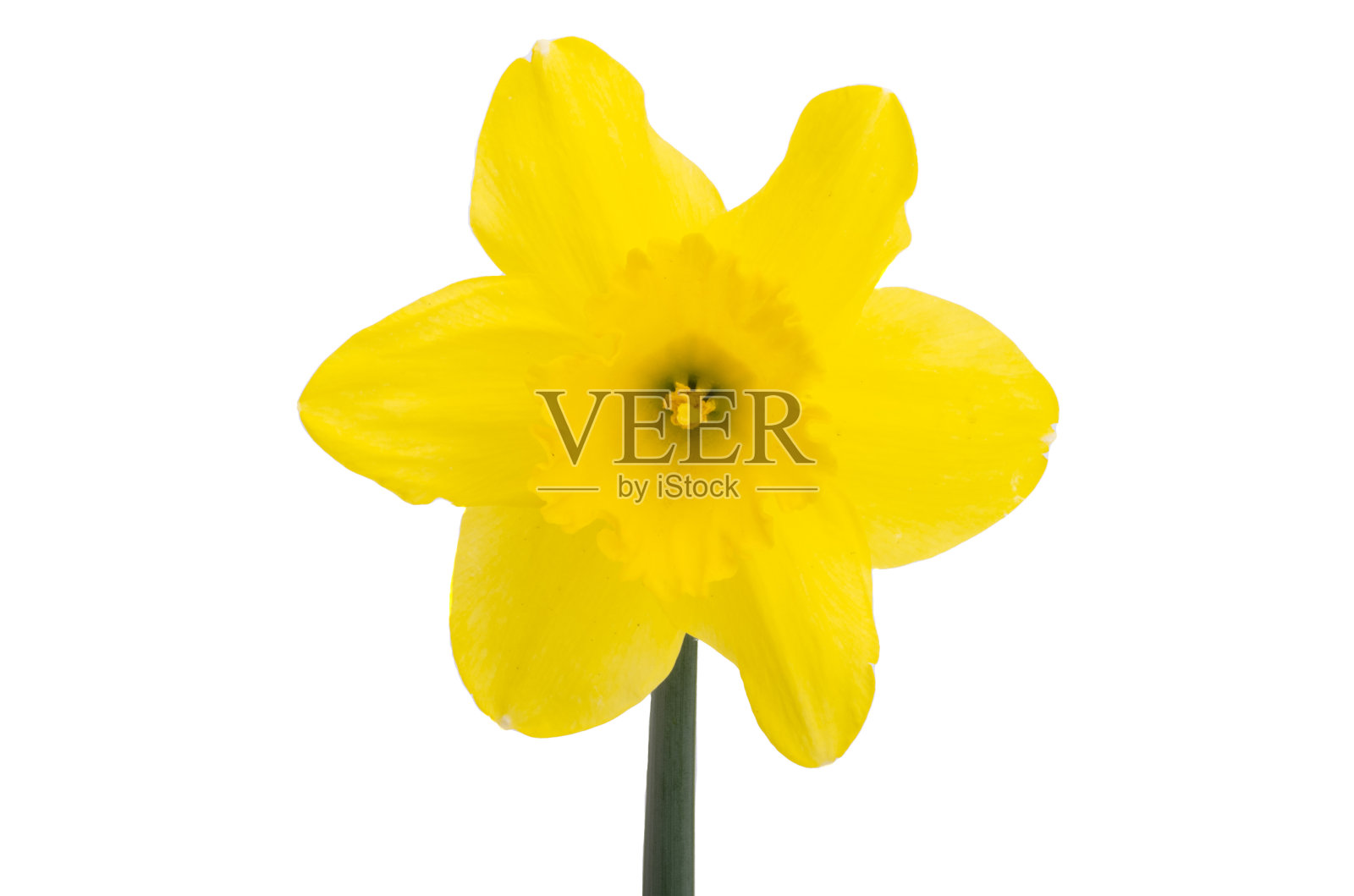 美丽的水仙花分离照片摄影图片