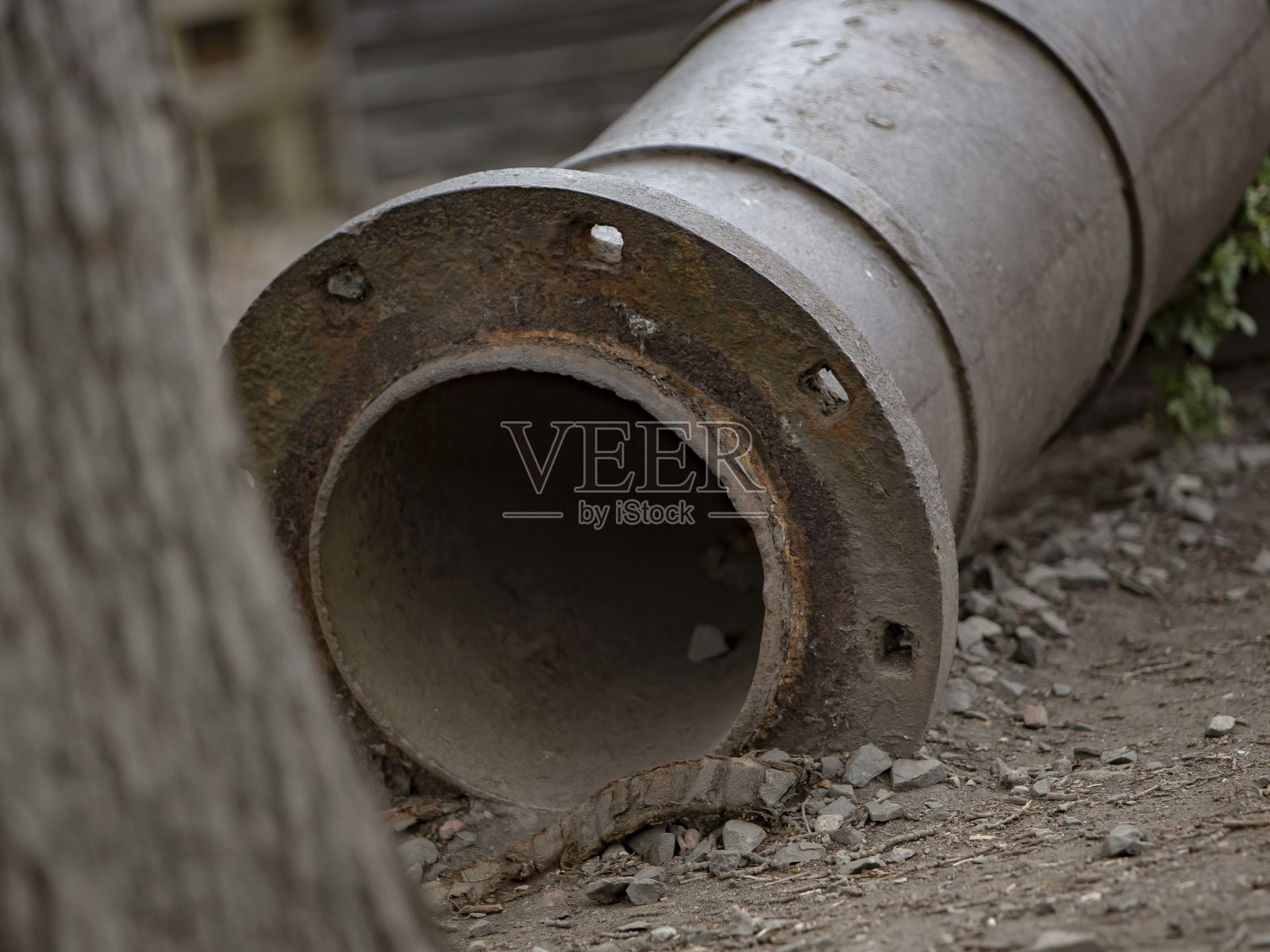 生锈管道和树的末端。照片摄影图片