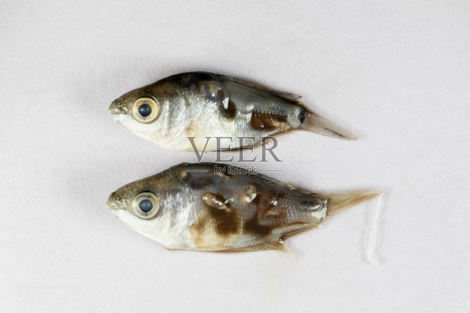 寄生虫(斜口菌属)，实验室显微镜下斜口菌的研究。照片摄影图片