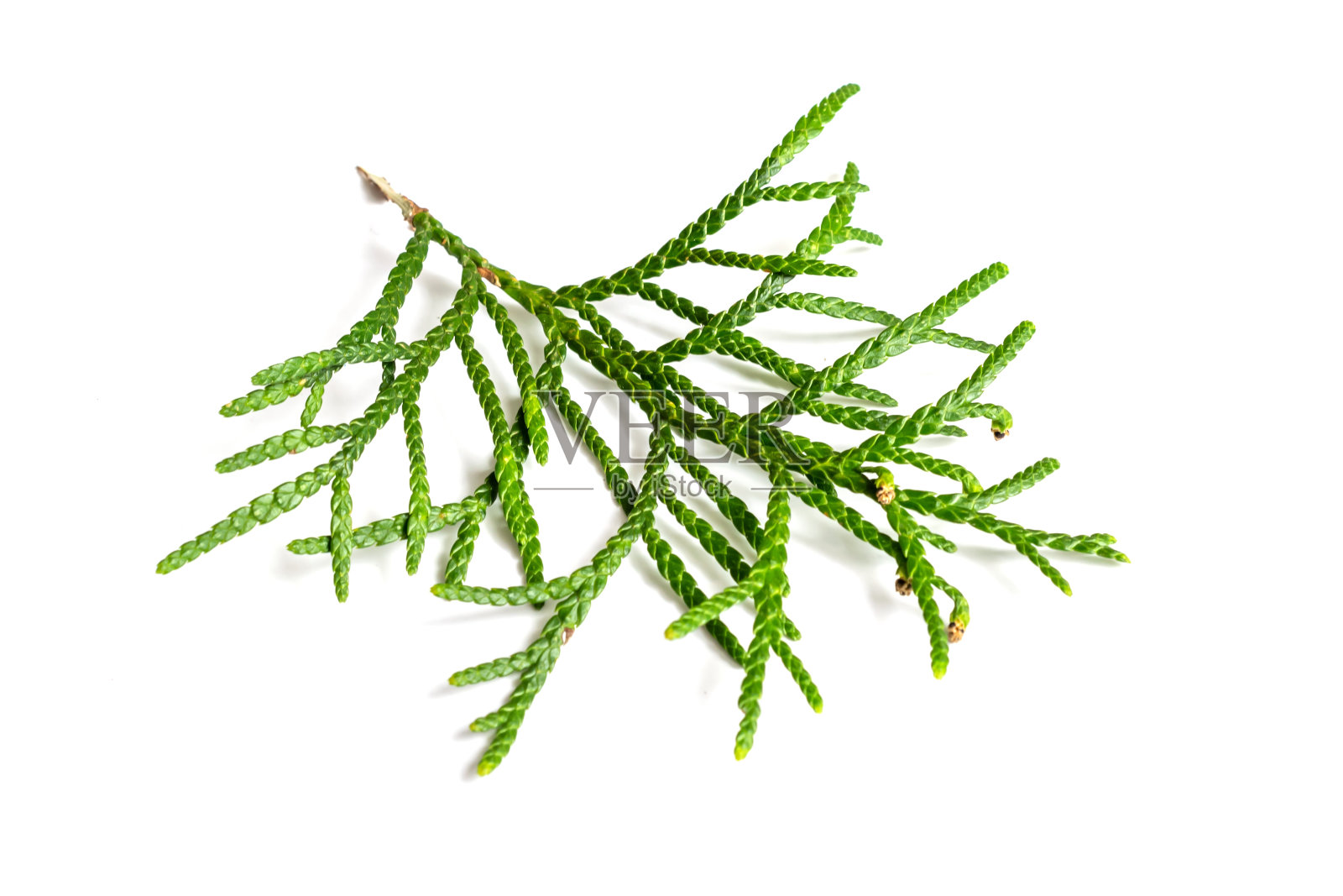 白色孤立的背景上的一根杜嘉枝照片摄影图片