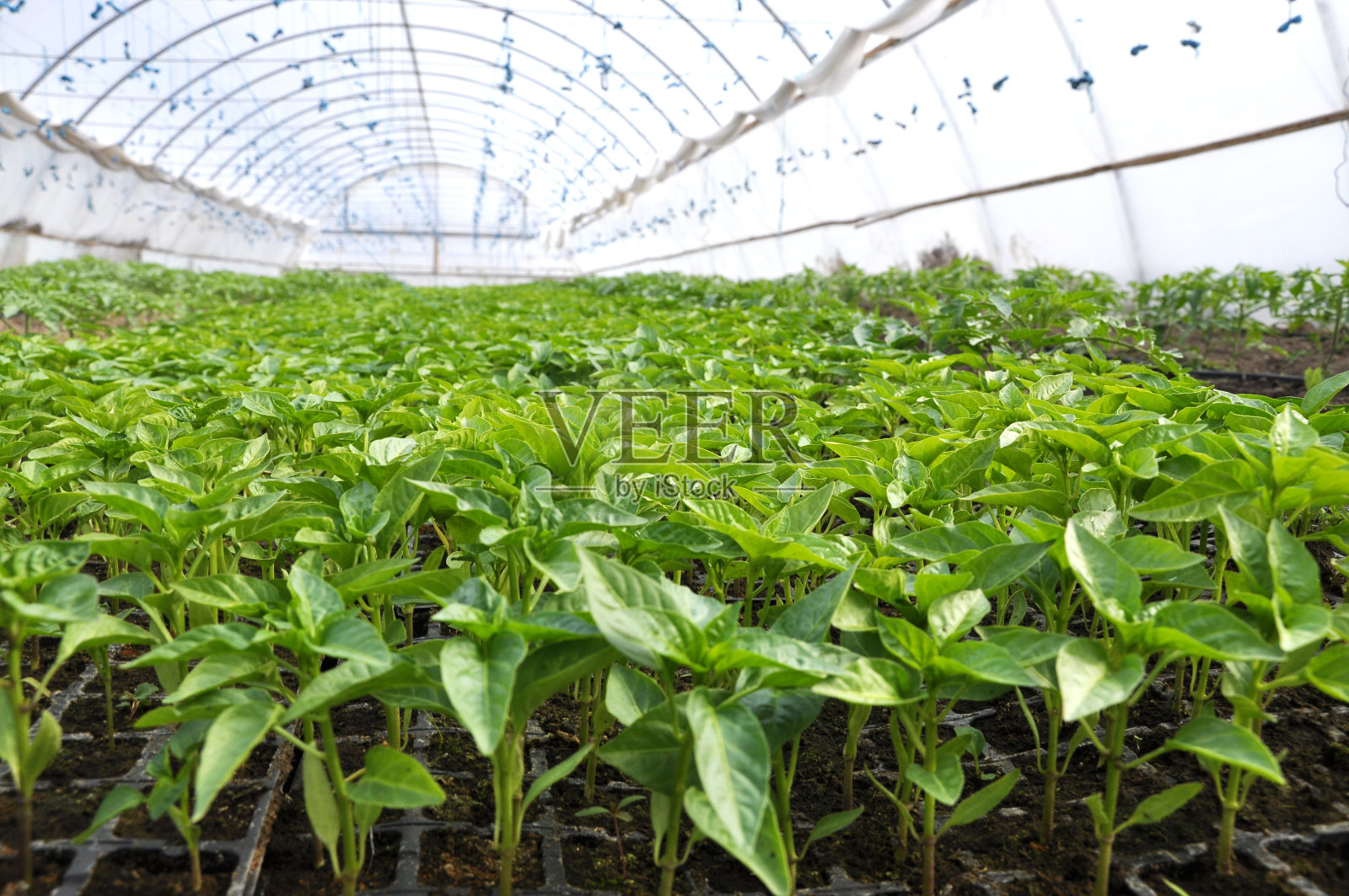 在聚碳酸酯温室里种植甜椒苗照片摄影图片