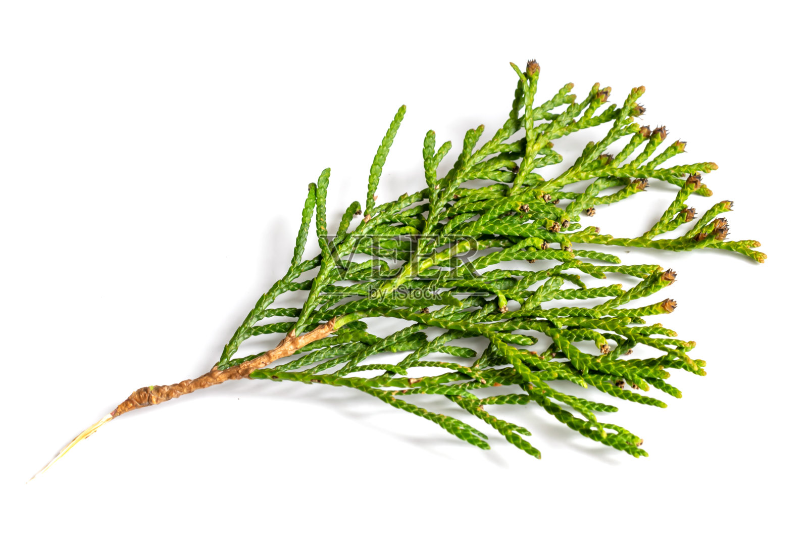 白色孤立的背景上的一根杜嘉枝照片摄影图片