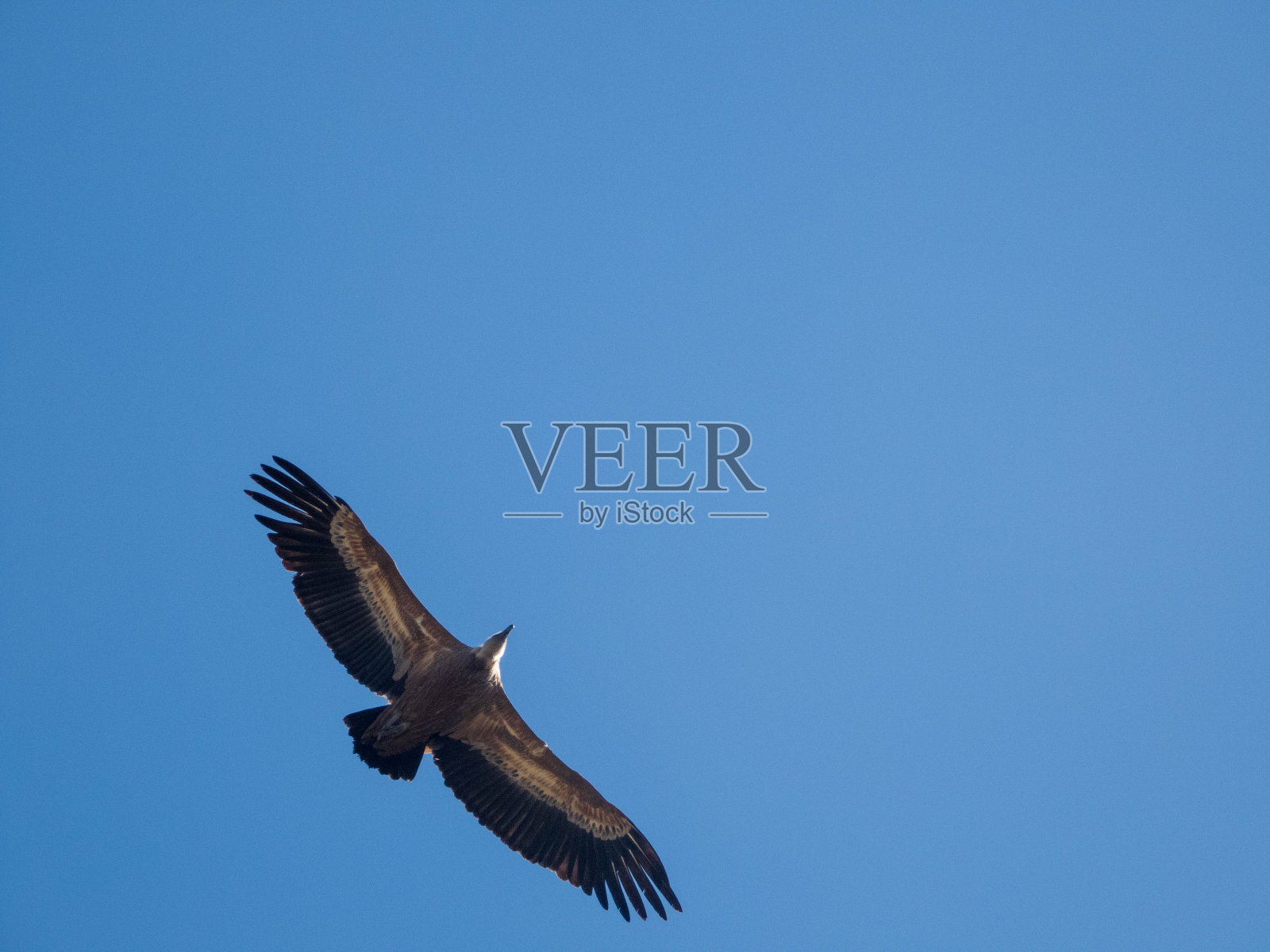 从下面看到的秃鹫照片摄影图片