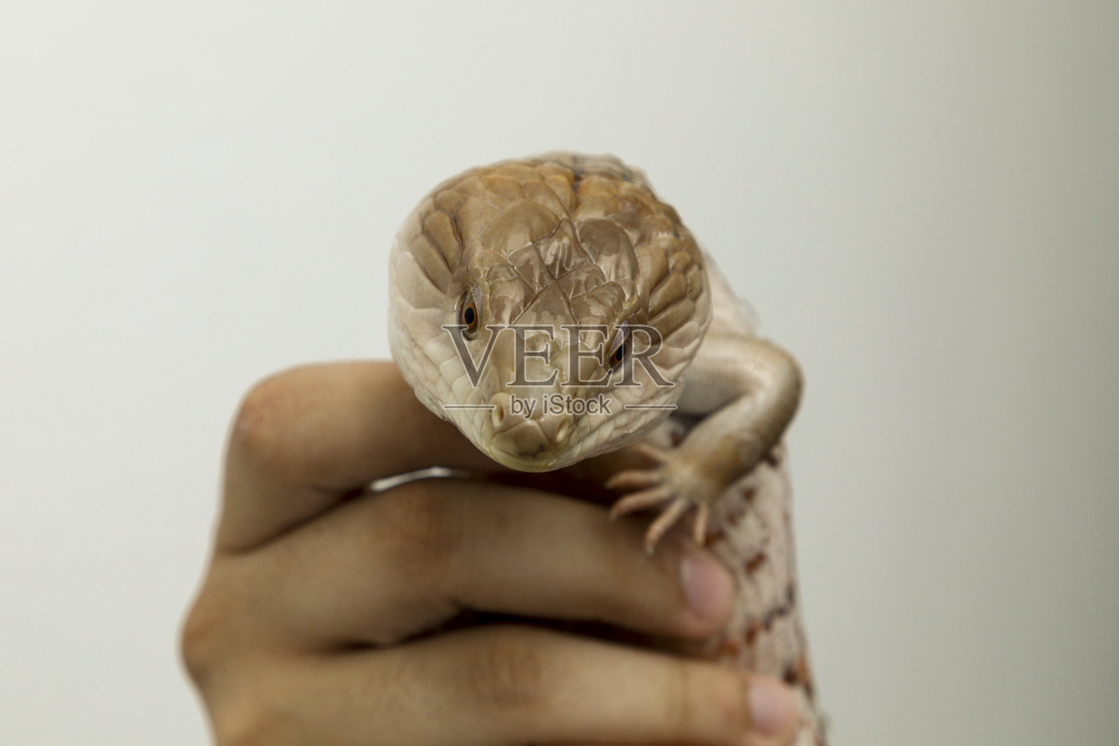 蓝舌石龙子属于澳大利亚的石龙子属，其中包含了石龙子科中一些最大的成员(石龙子科)。照片摄影图片