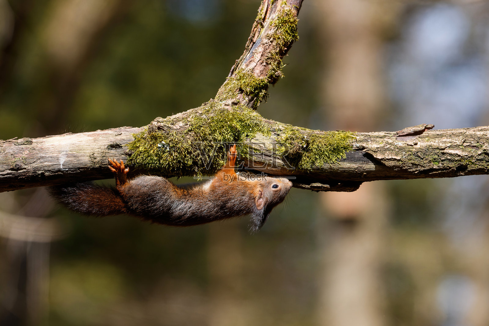 森林中的欧亚红松鼠照片摄影图片