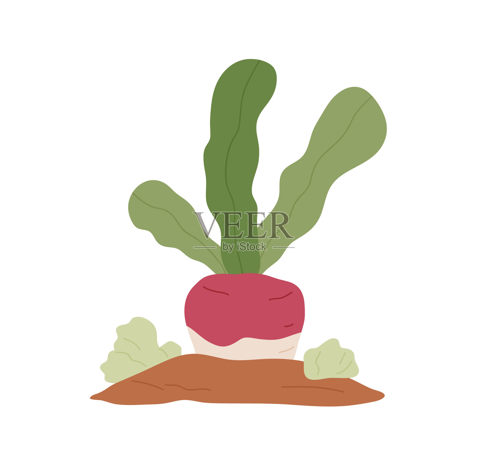 萝卜生长在地下，根和叶的设计元素图片