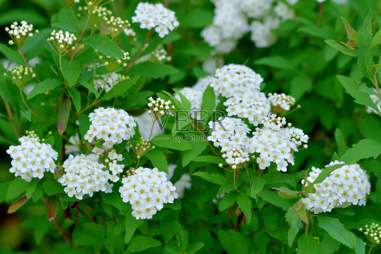 广东绣线菊/五月灌木/新娘花环绣线菊/丽芙绣线菊照片摄影图片