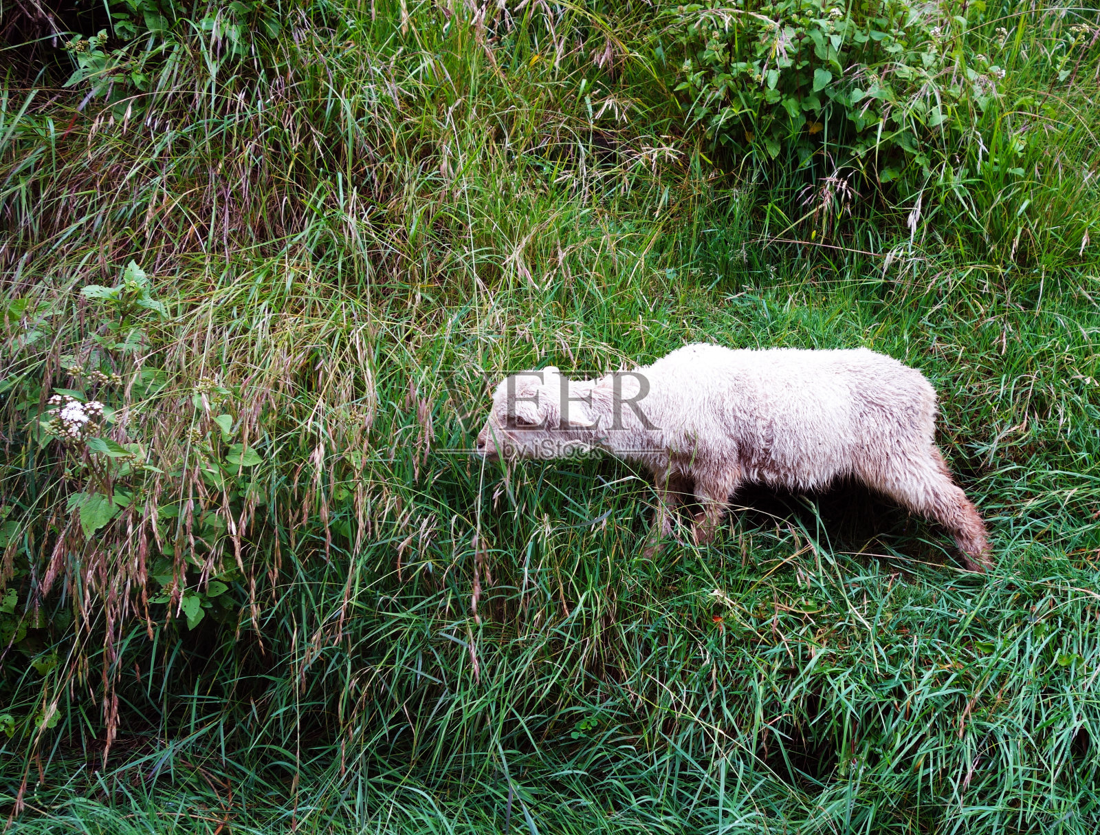 羊驼照片摄影图片