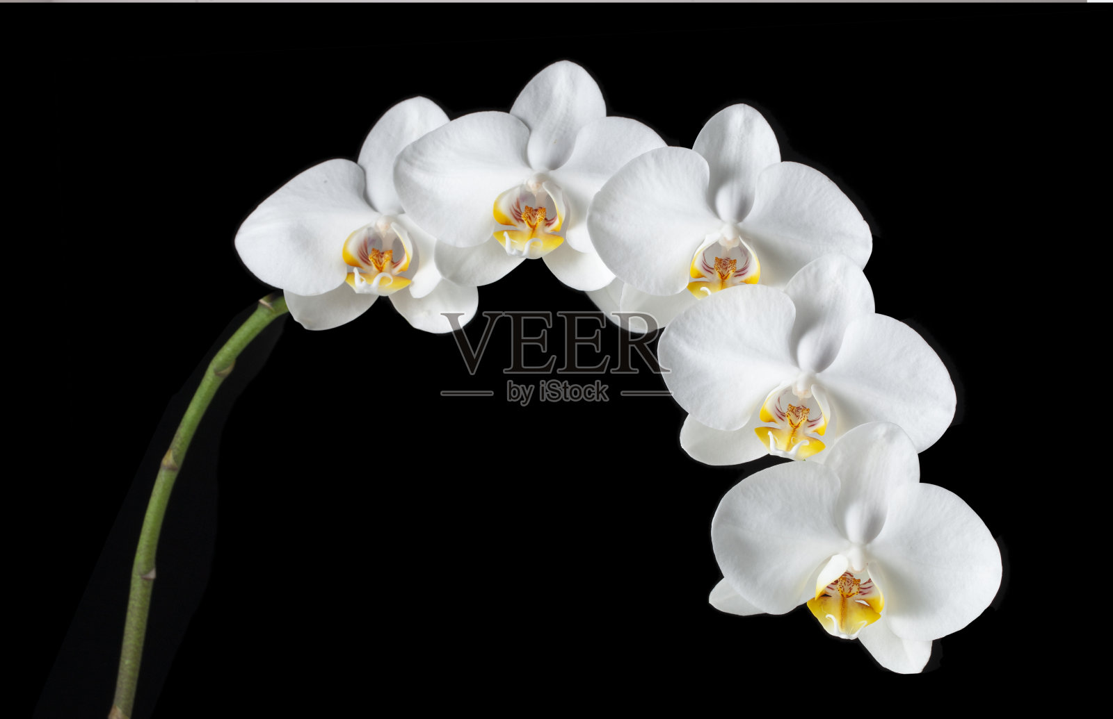 白色的兰花照片摄影图片