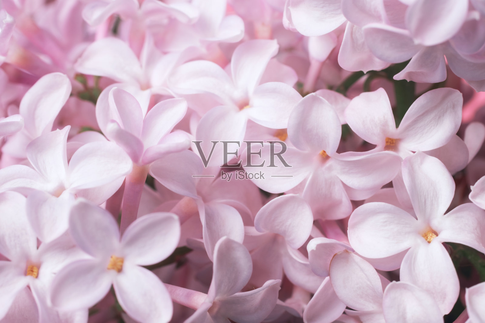 精致的自然花卉背景在淡粉色粉彩。质地的绣球花在自然与软焦点，宏观。照片摄影图片