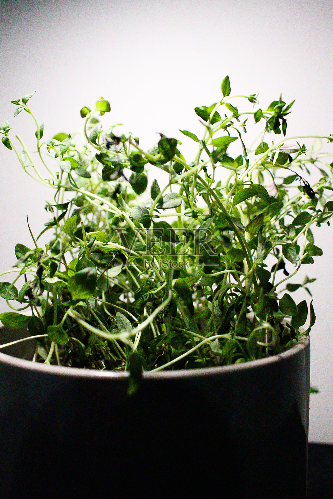 百里香的植物照片摄影图片