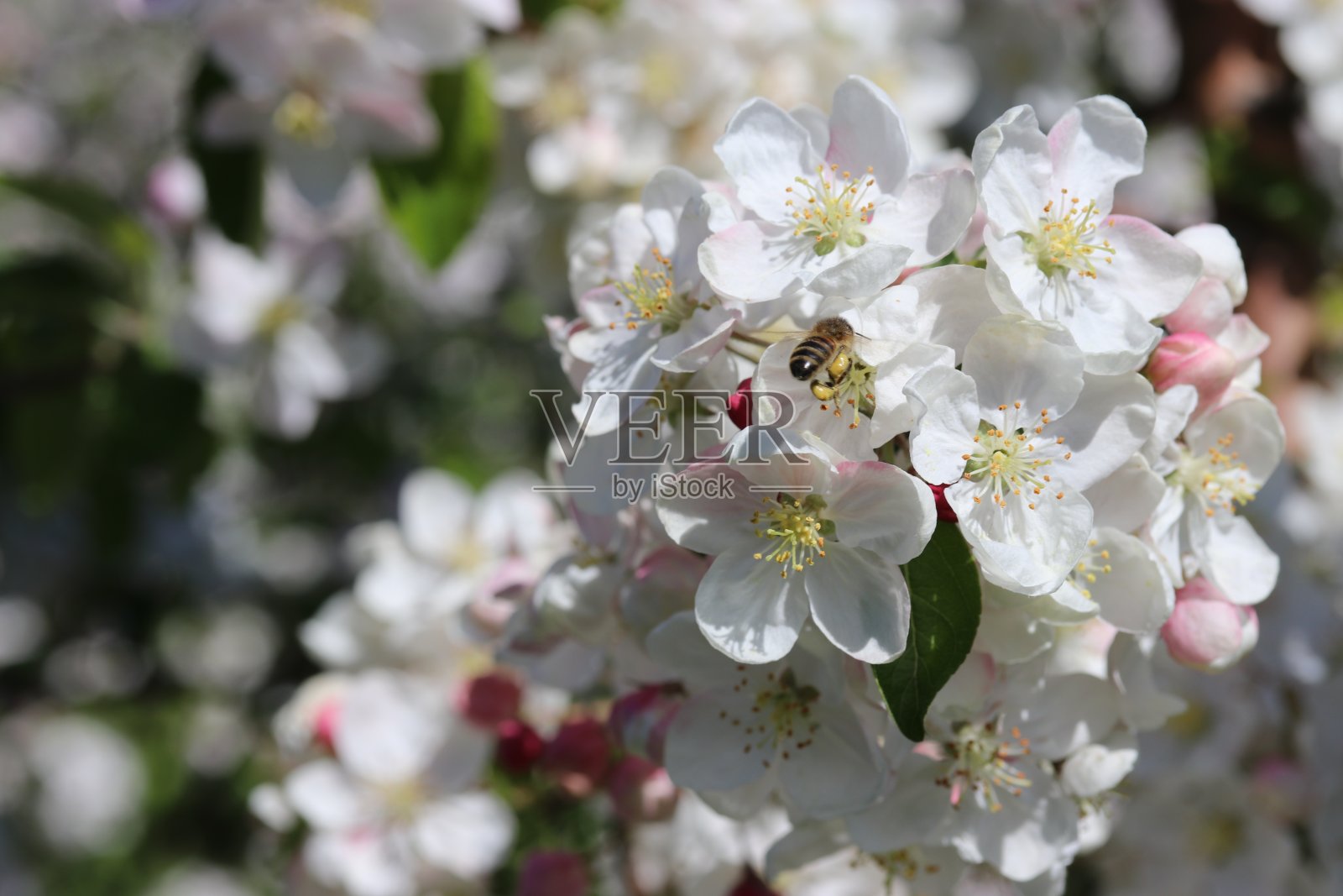 一只蜜蜂正在给一束白色的苹果花授粉照片摄影图片