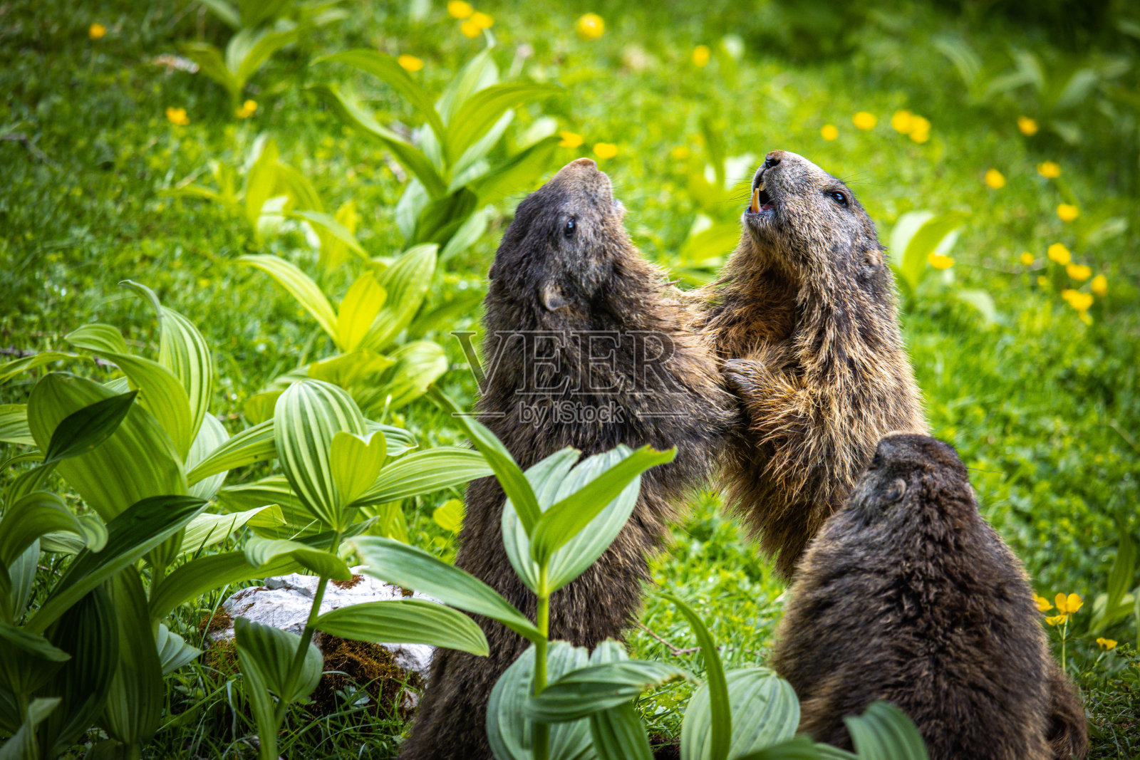 在奥地利阿尔卑斯山与土拨鼠搏斗照片摄影图片