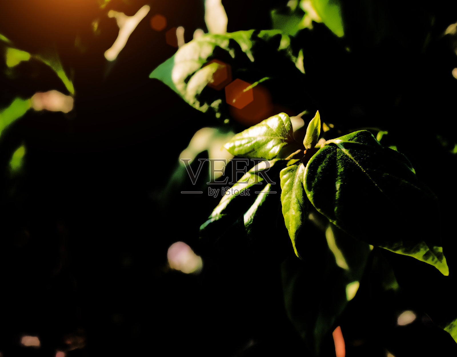 绿叶带着阳光照片摄影图片