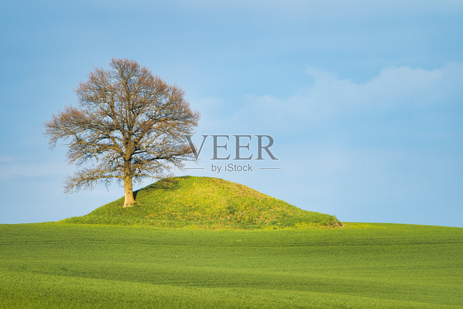 瑞典南部，蓝天下，绿草如茵的小山上只有一棵树。照片摄影图片