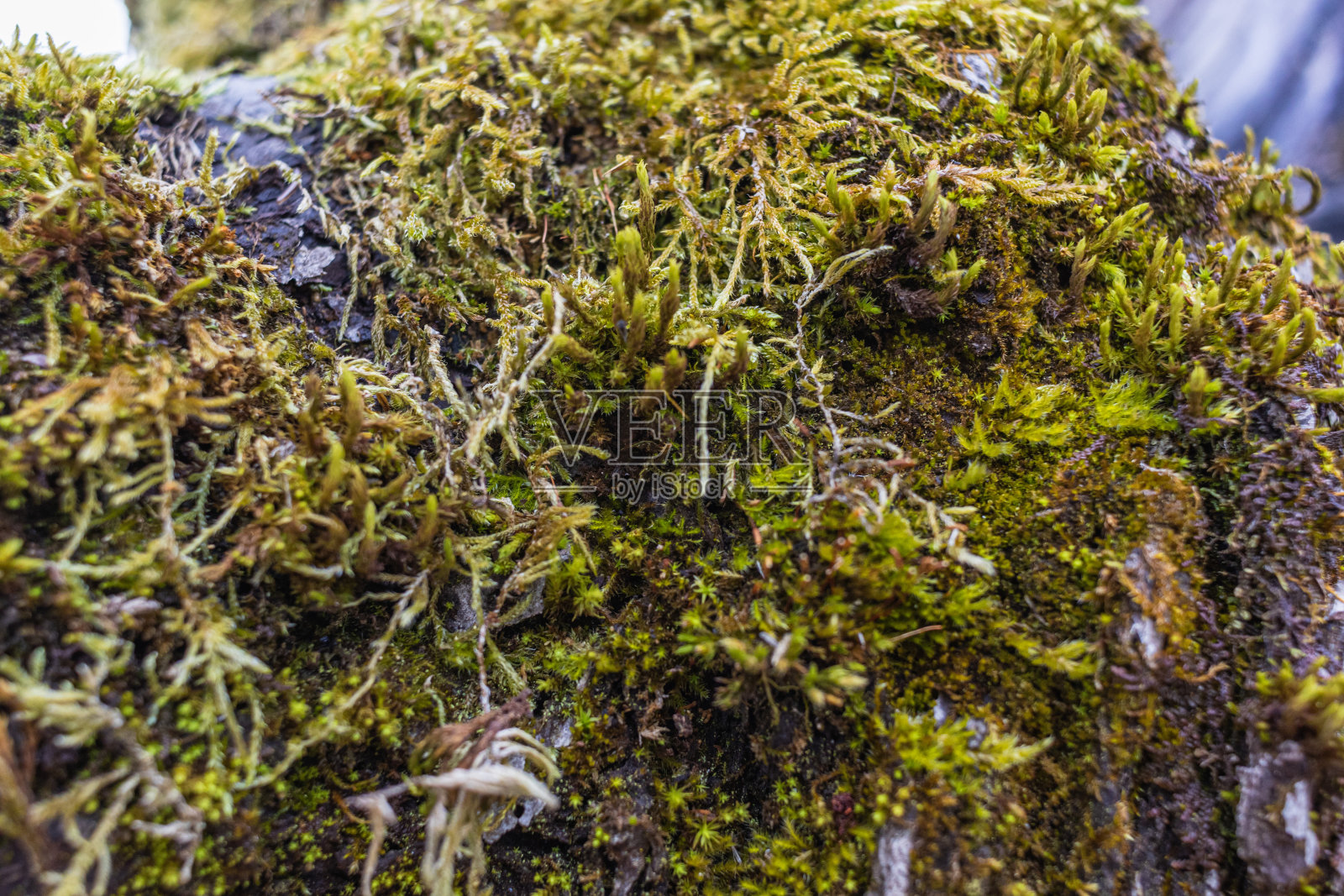长满苔藓的树枝。近景苔藓纹理照片摄影图片