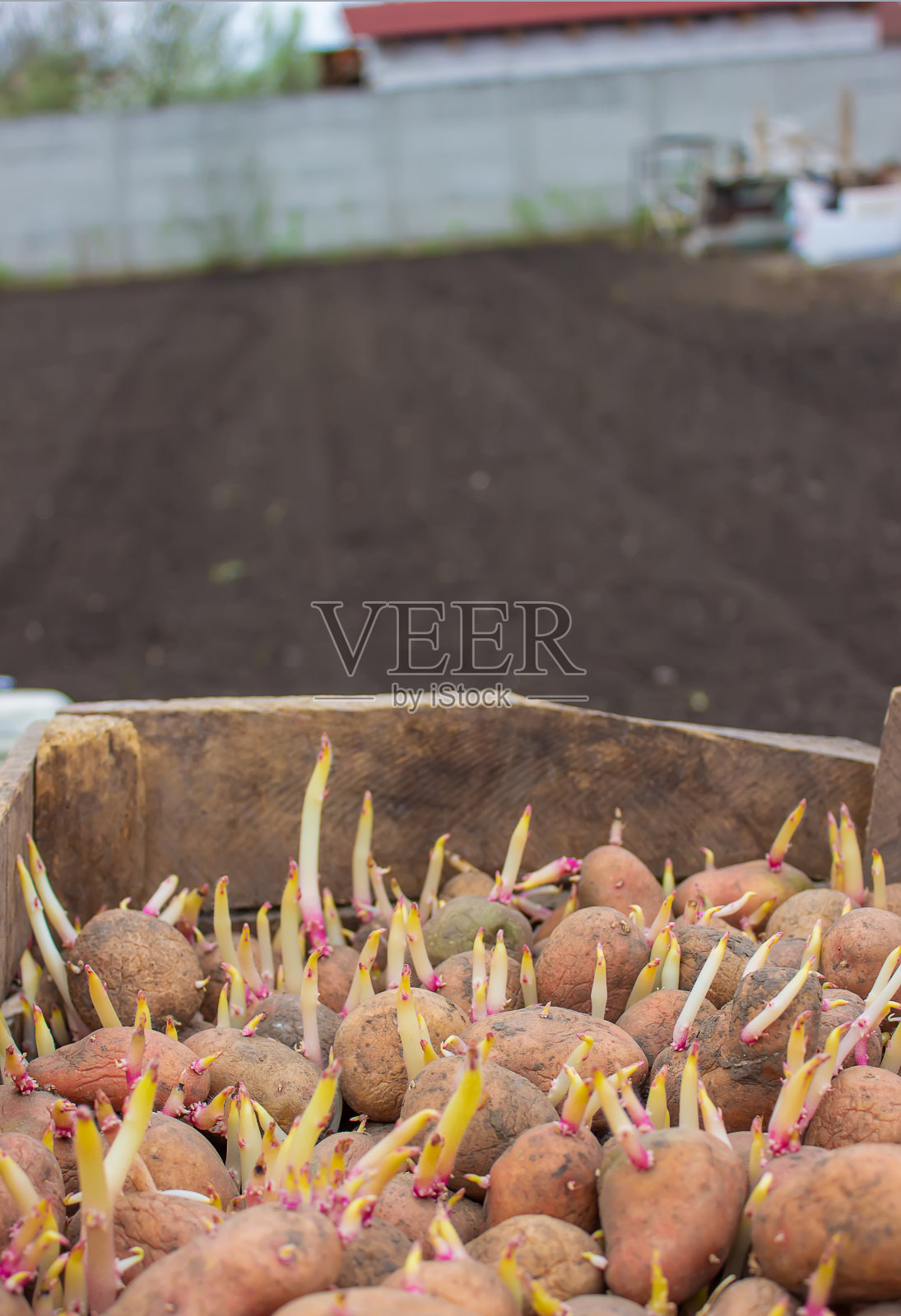 放在盒子里的土豆。照片摄影图片