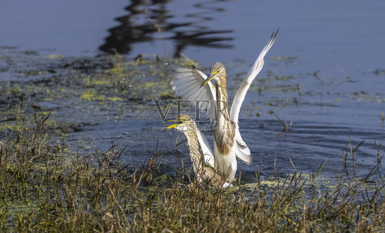 塘鹭鸟交配照片摄影图片