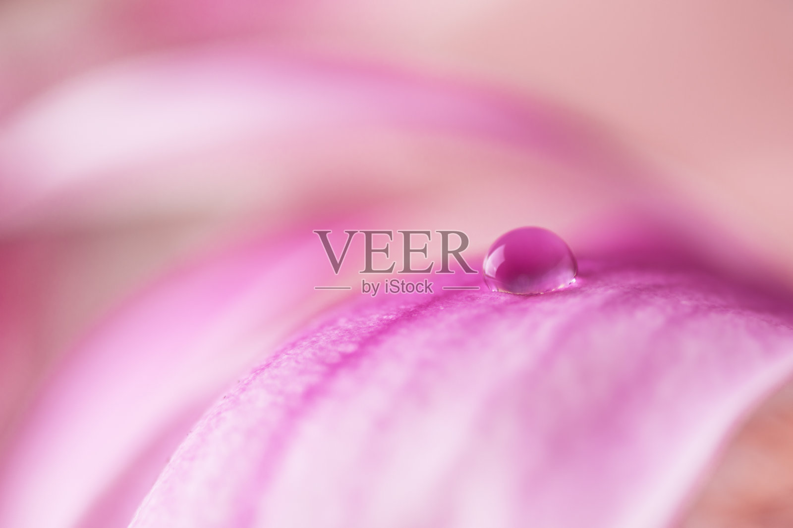 美丽的水滴在粉红色花瓣玉兰花近。照片摄影图片