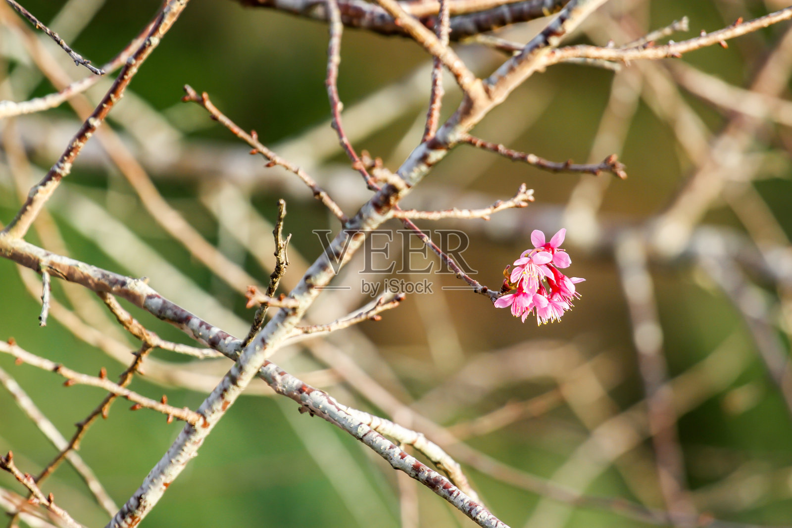 樱花树枝模糊背景。照片摄影图片