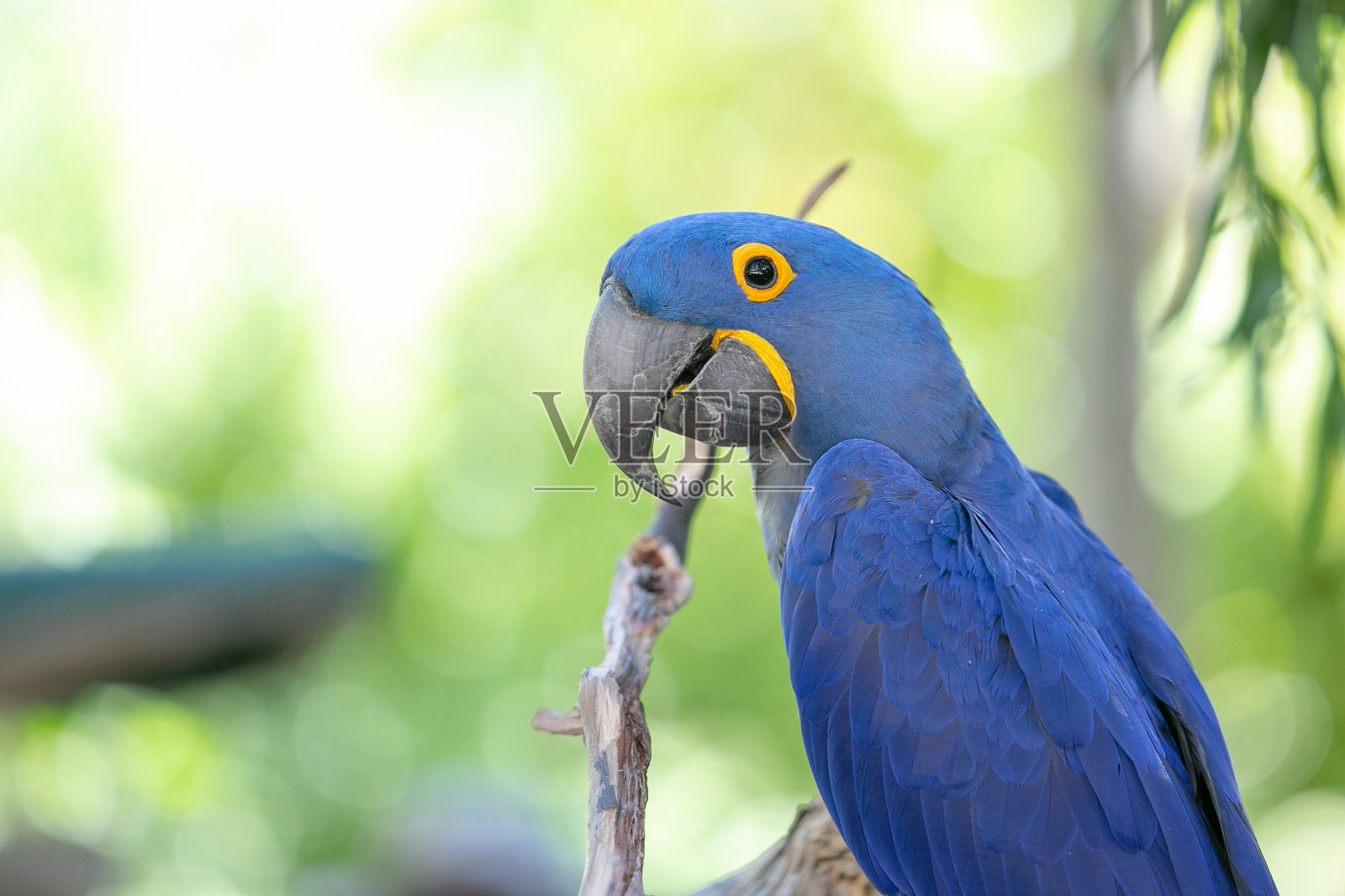 蓝色金刚鹦鹉照片摄影图片