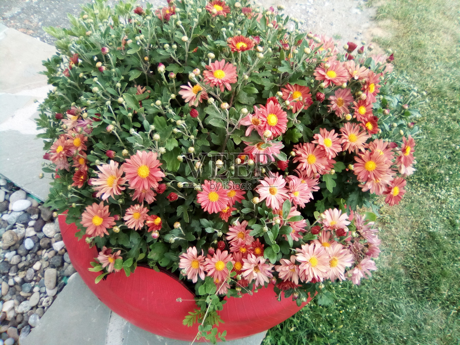 鲜花视图照片摄影图片