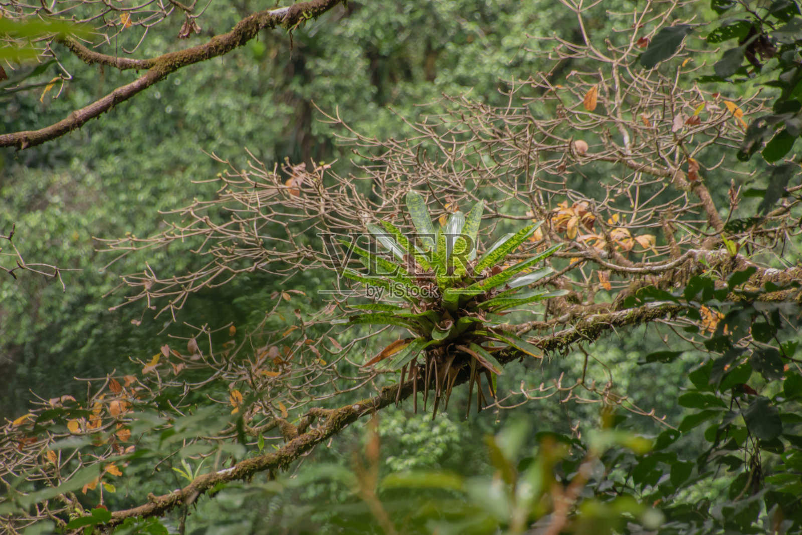 哥斯达黎加雨季的绿色植被。照片摄影图片