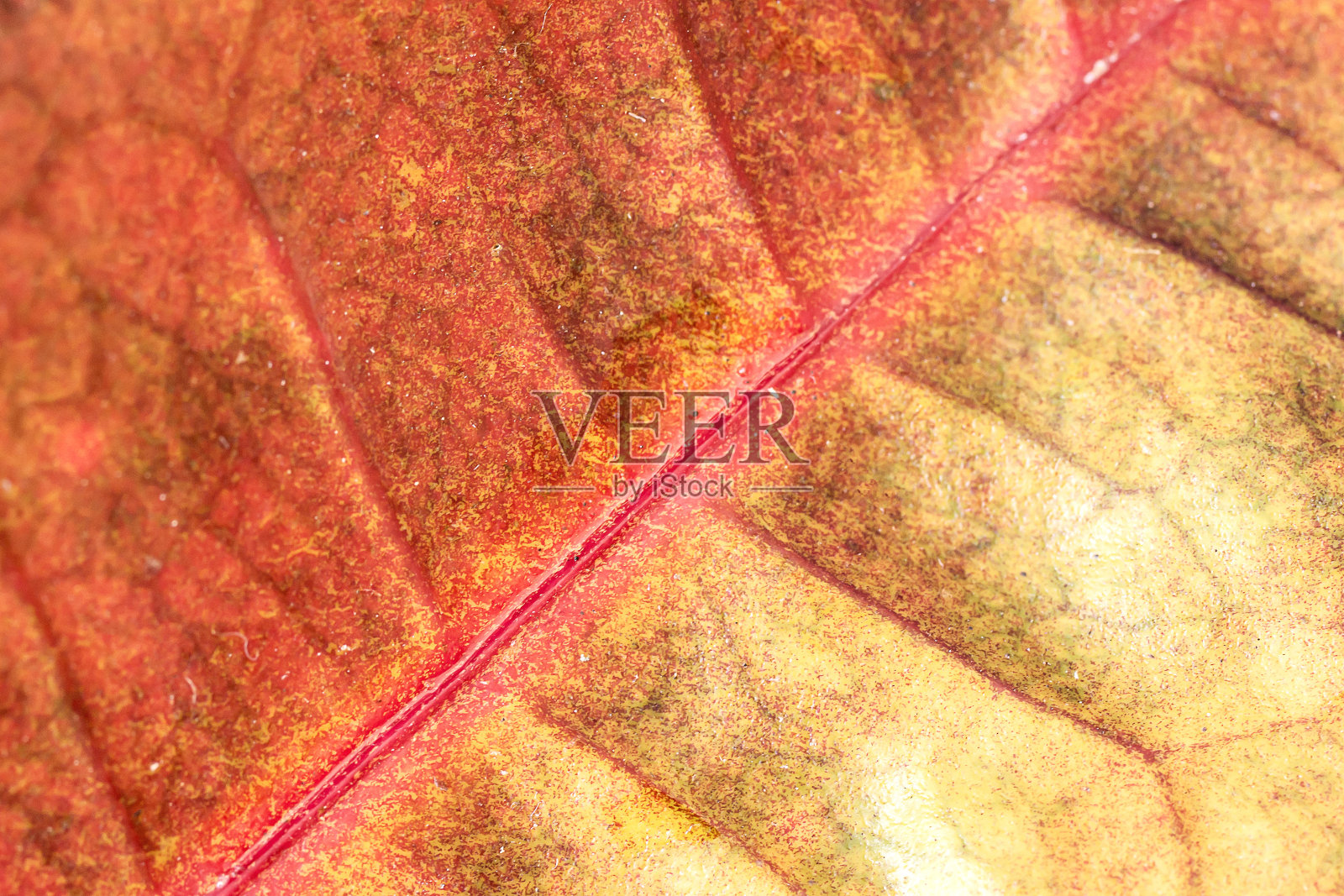 近宏叶片纹理照片摄影图片