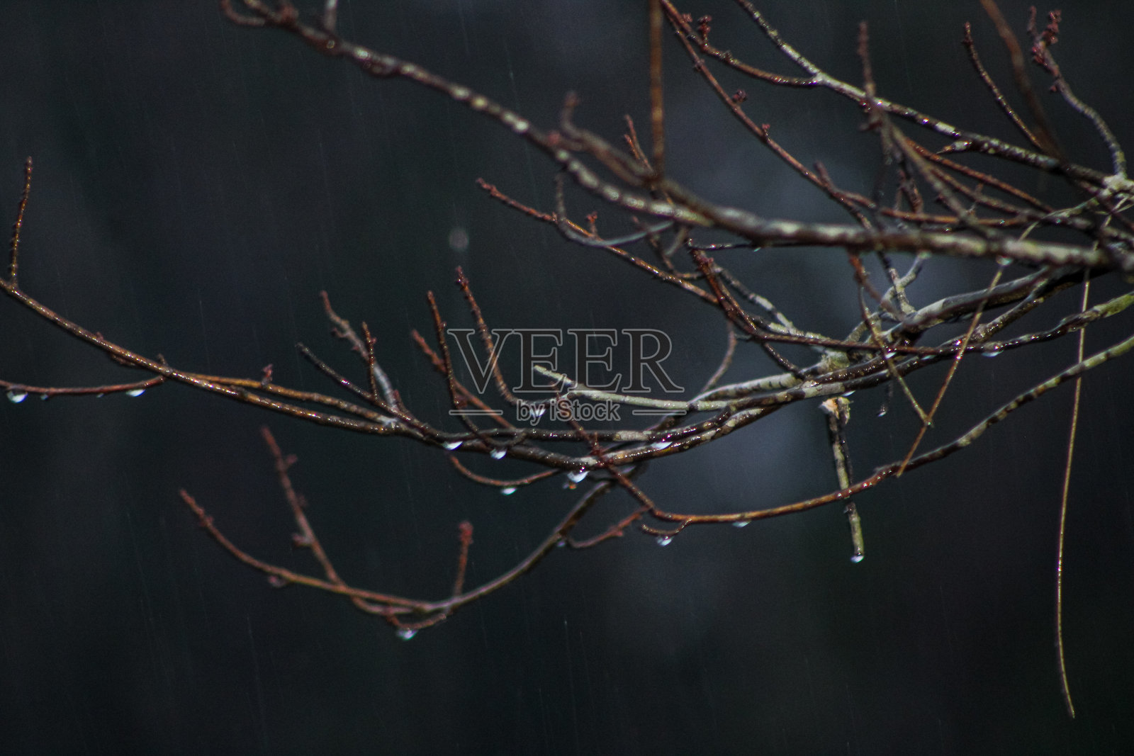 森林里美丽的树。照片摄影图片